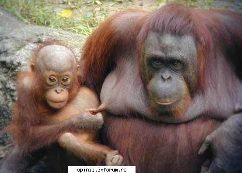:d animalutze