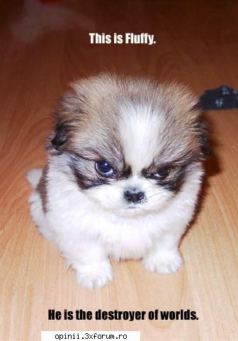 Animalutze - Myosotis - Funny pics